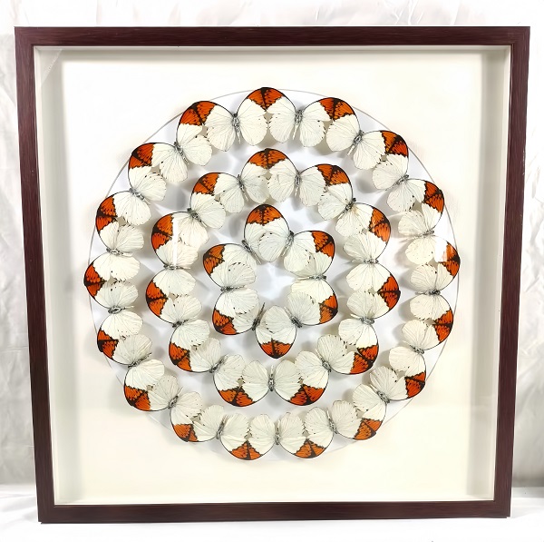 蝴蝶自然藝術裝飾畫 標本展覽